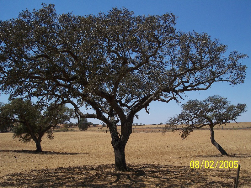 s-100_2768.jpg