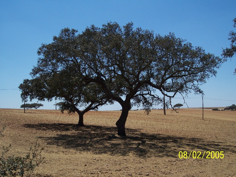 s-100_2770.jpg