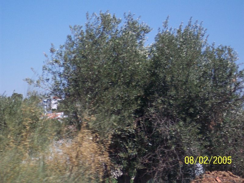 s-100_2777.jpg