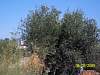 s100_2777.jpg