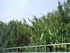 s100_3357.jpg