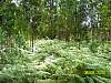 s100_3612.jpg