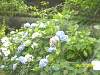 s100_3618.jpg