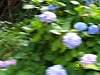 s100_3620.jpg