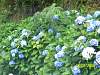 s100_3621.jpg
